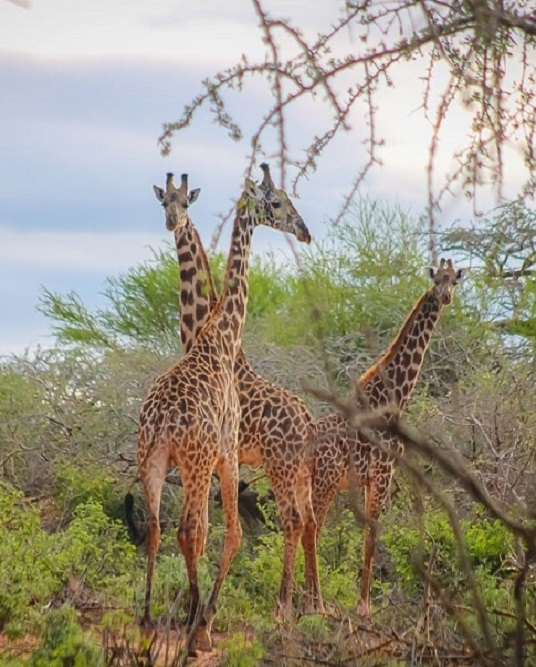 conservation_programme_Kasigau