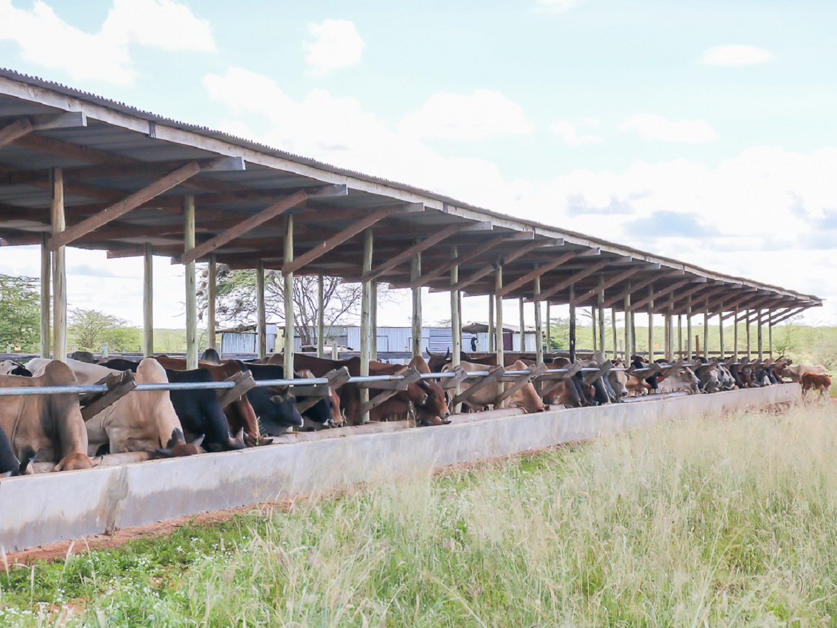 livestock-production-kasigau