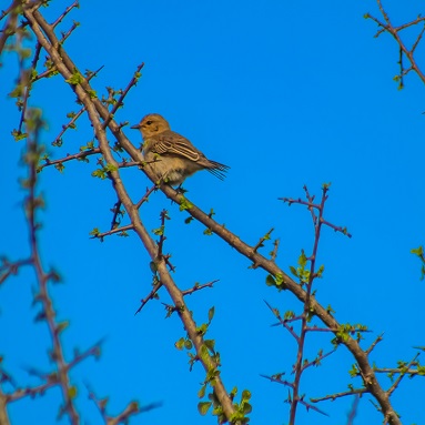 birdwatchers_retreat_kasiga