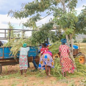 hay_production_kasigau_community_and_livelihoods - programme